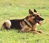 Adestramento de cães em Colombo - PR