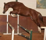 Haras e Hípicas em Colombo - PR